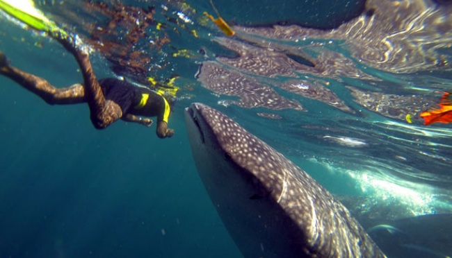 Wisata Laut